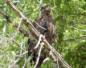 Young bald eagles really blend in.  They don't have white head feathers until they're 4 or 5 years old.